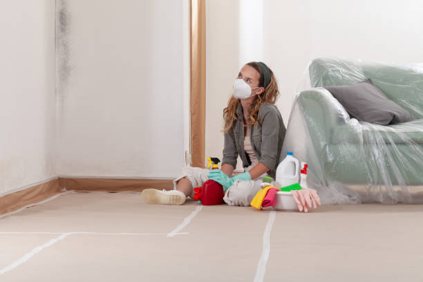 Reliable Mold Remediation contractor in Springfield, NJ by Cheap Mold Removal